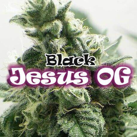 Black Jesus OG