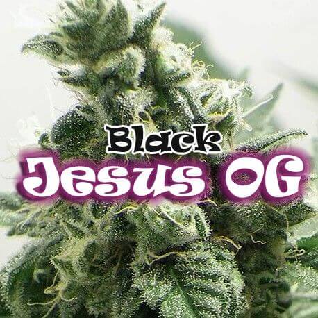 Black Jesus OG