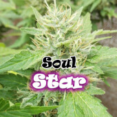 Soul Star
