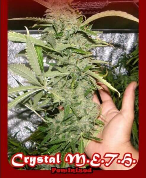Crystal M.E.T.H.