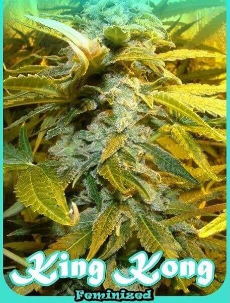 King Kong