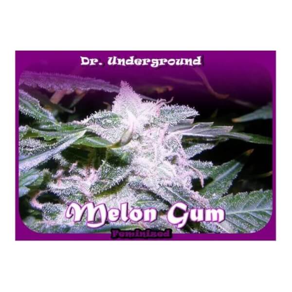 Melon Gum