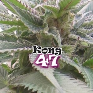 Kong 47