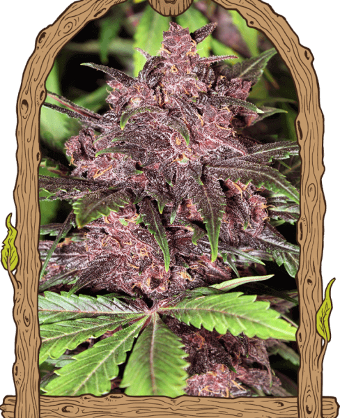 Black Haze Auto