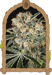 Hippie Therapy CBD