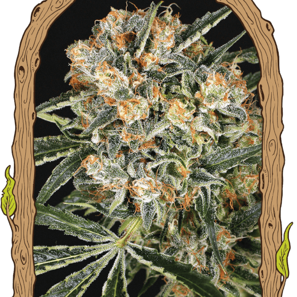Hippie Therapy CBD