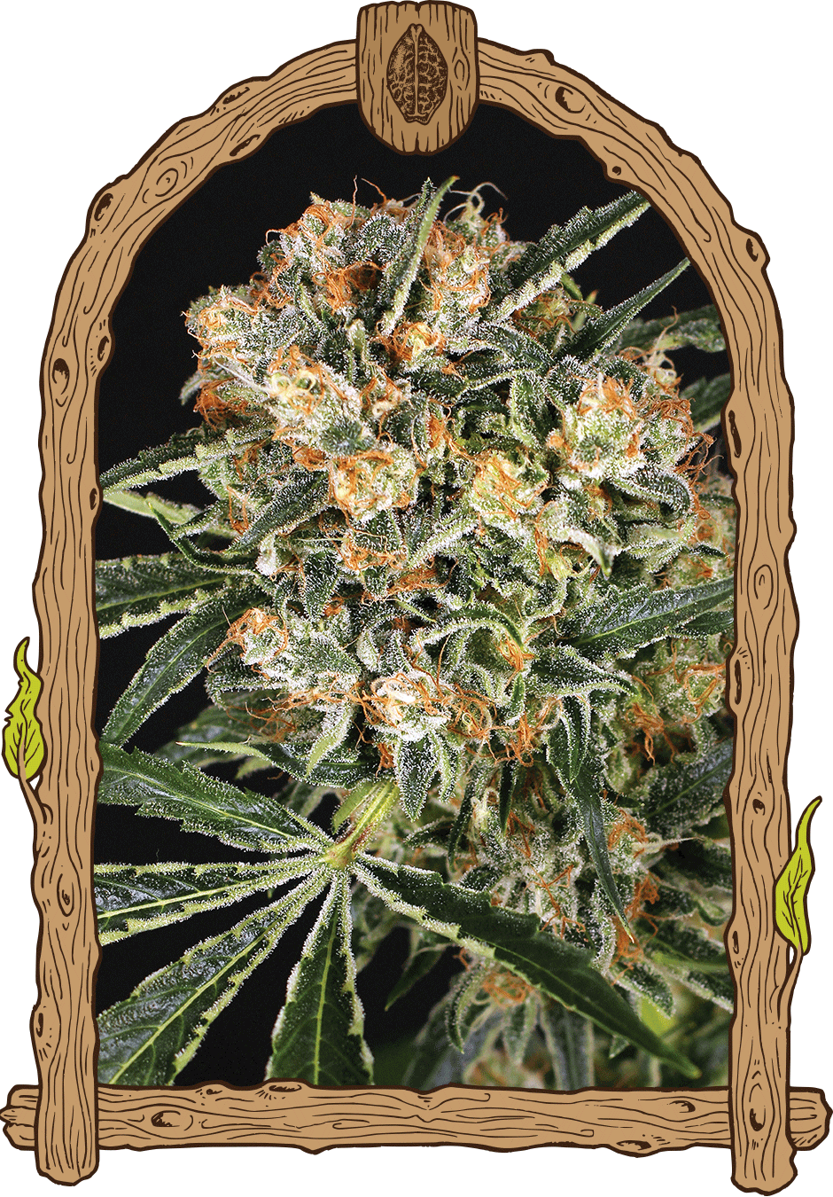 Hippie Therapy CBD