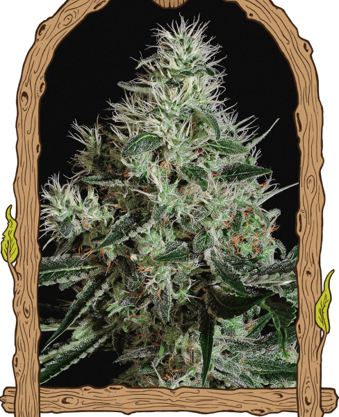 Mango Cream