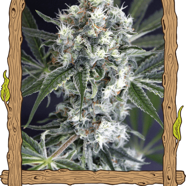 Medxotic Pure CBD