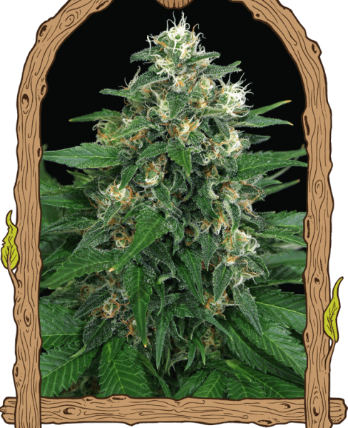 Exotic Thai