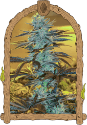 Purple Monkey Auto