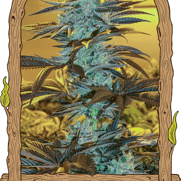 Purple Monkey Auto