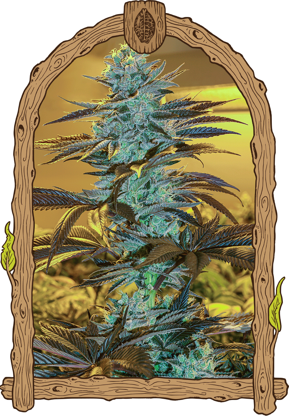 Purple Monkey Auto