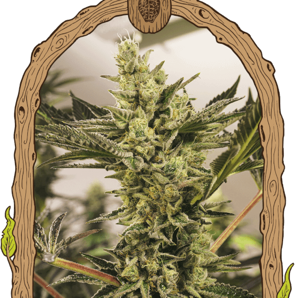 Banana Mash Auto
