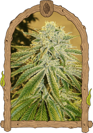 White Banana Auto