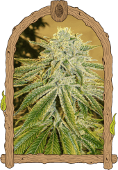 White Banana Auto