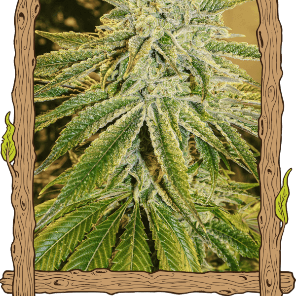 White Banana Auto