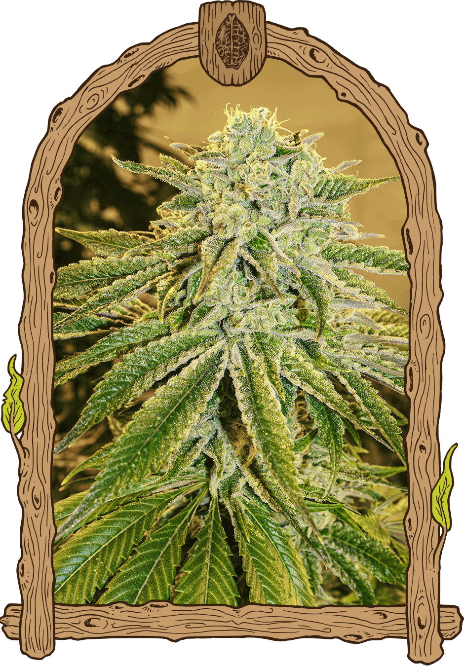 White Banana Auto