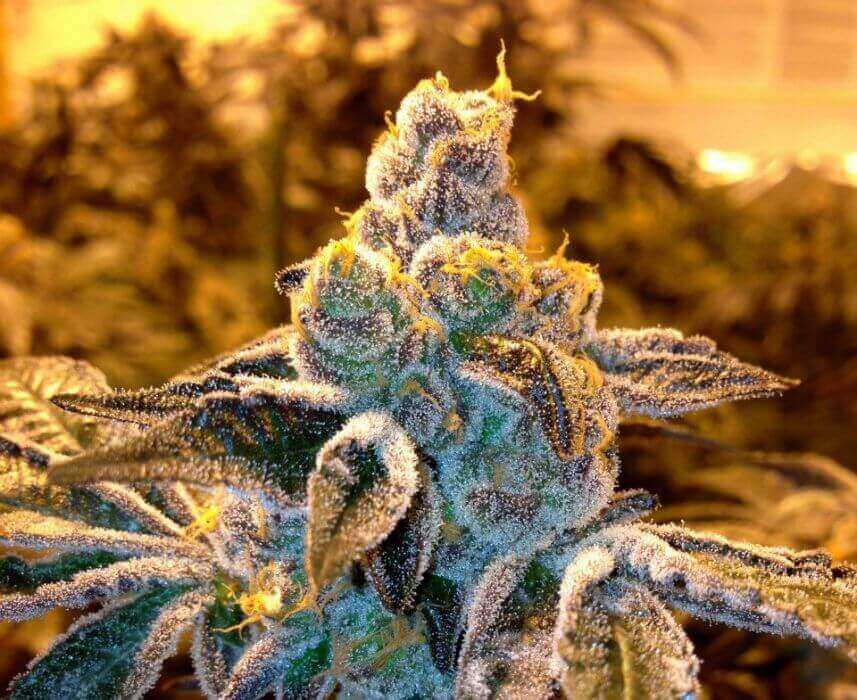 Candyland flowering cannabis, as labeled by the cited photo source