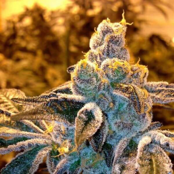 Candyland