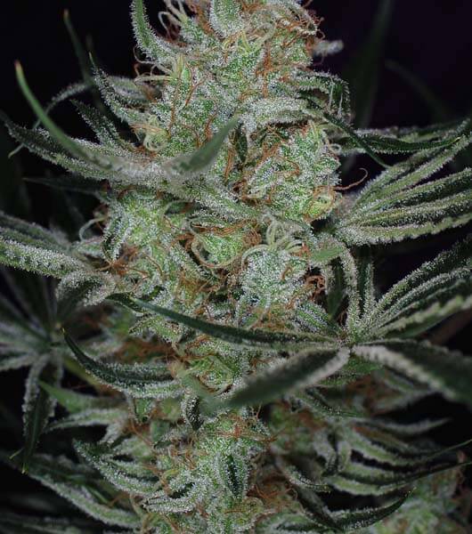 Jack the Ripper