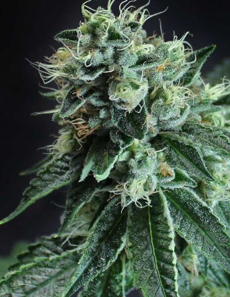 Jesus OG Kush