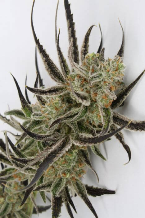 Chernobyl flowering cannabis, as labeled by the cited photo source