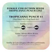 Tropicanna Punch