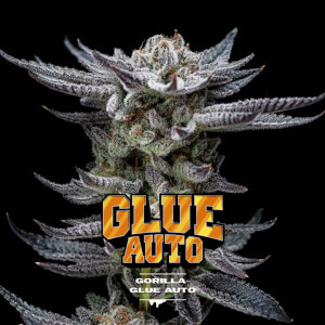 Gorilla Kingdom Glue Auto