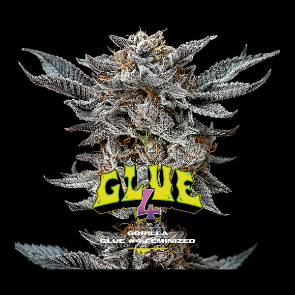 Gorilla Kingdom Glue #4