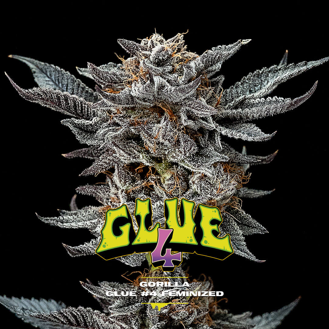 Gorilla Kingdom Glue #4
