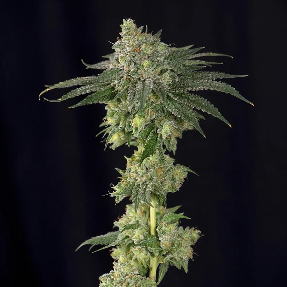 Lebron Haze