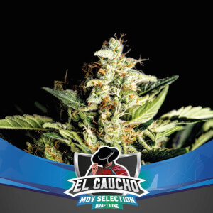 El Gaucho Fast Flowering