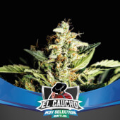 El Gaucho Fast Flowering