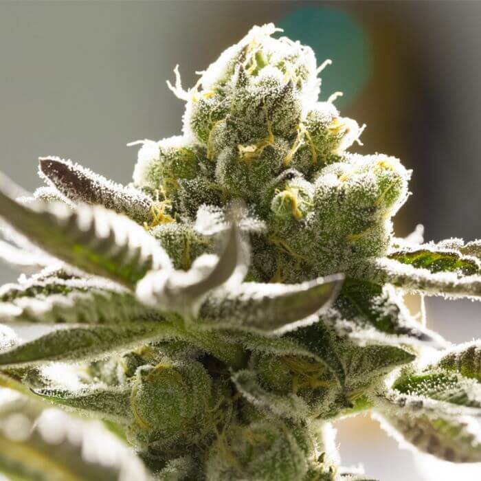 Sale of Tangie by BSF Seeds