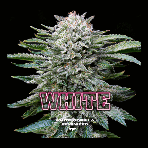 Gorilla Kingdom White