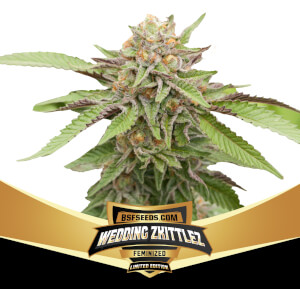Wedding Zkittlez
