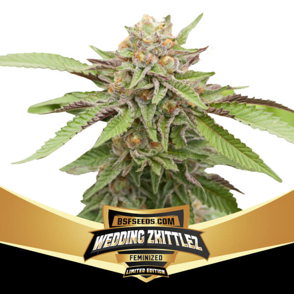 Wedding Zkittlez