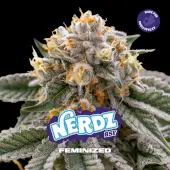 Nerdz