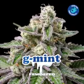 G-Mint