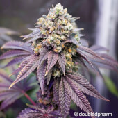 Special Occasion (Wedding Cake x Birthday Cake)