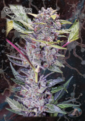 Cookies Glue Auto