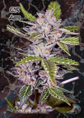 Girl Scout Cookies Auto