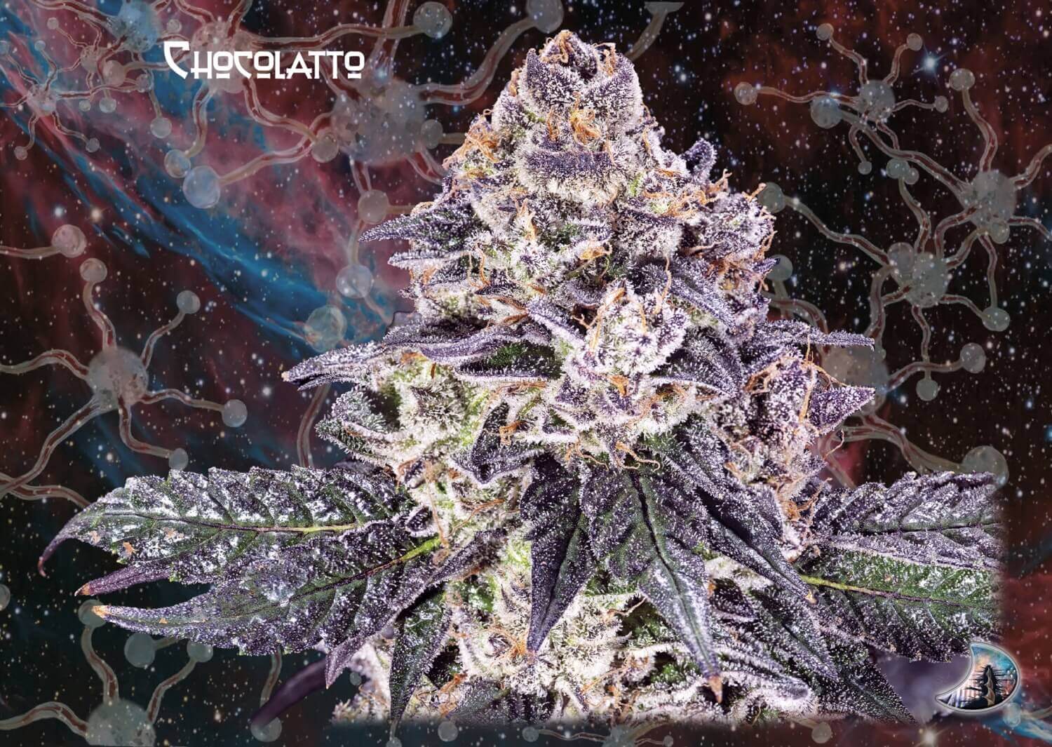 Chocolatto Auto