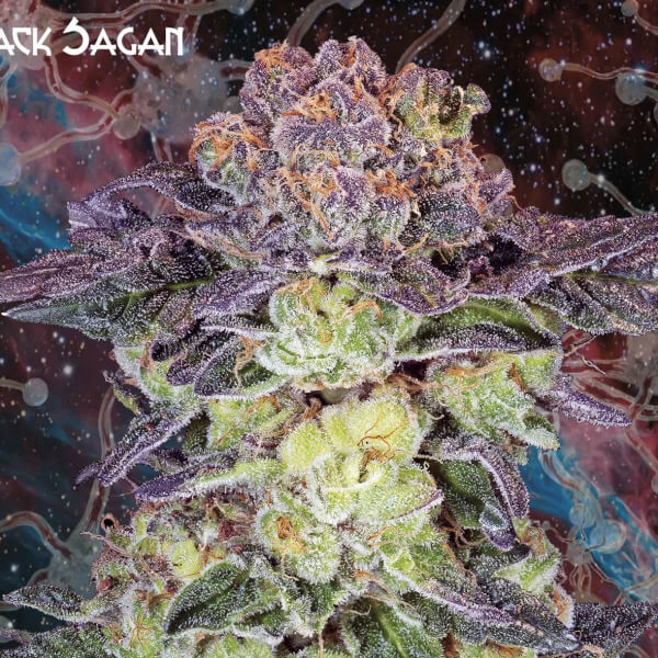 Black Sagan