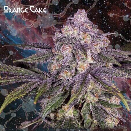 Orange Cake