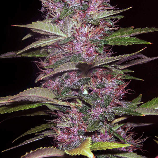 Blue Kush 99 Auto