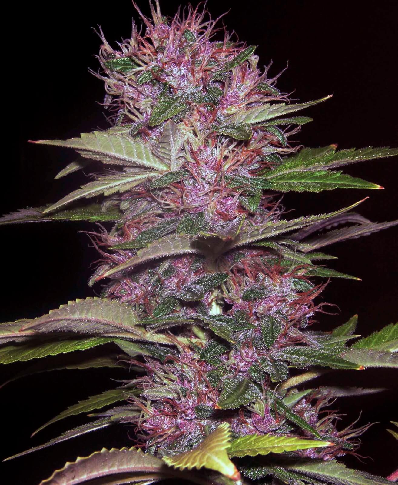 Blue Kush 99 Auto