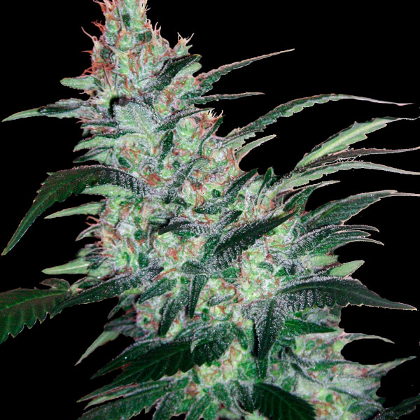 OG Kush Express Auto