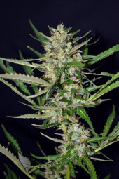 Sour Ryder ASB S1